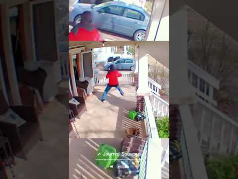 The dog chases delivery man for help when they arrive #satisfying #animals #dogs