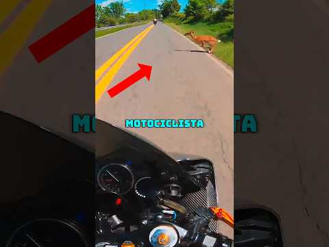 ¡Un motociclista atropella a un ciervo y la reacción de sus amigos no tiene precio! 😨