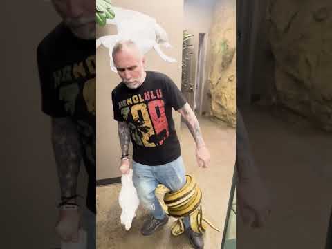 Giant Snake Bites and Constricts My Leg!  #snake