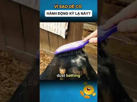 VÌ SAO DÊ CÓ HÀNH ĐỘNG KỲ LẠ NÀY ?