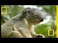 Koala Conservation and Protection Issues