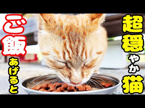 超マイペースな猫にごはんをあげると・・・ さくらねこへのエサやり きなこ君