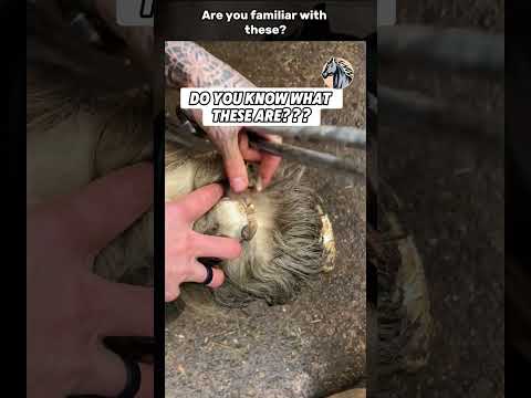 Are you familiar with these #equinehealth #animals #hoofrestoration #horsecare #rescue #cat