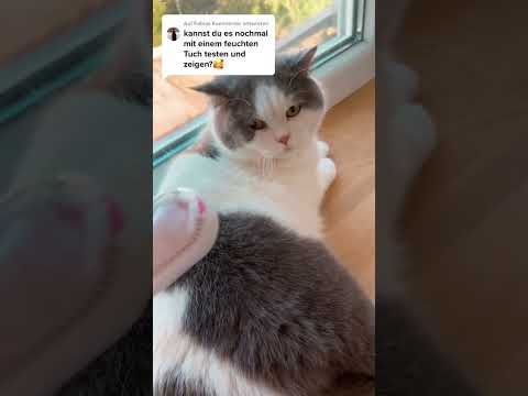 Irgendwie komisch das Teil 😂 #katzen #katzenliebe #katzenmama