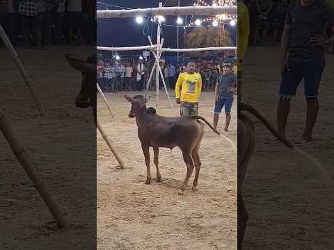16 July 2024 || Bullrace Bulllover