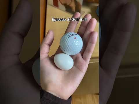 giving my pigeon trinkets | part 2