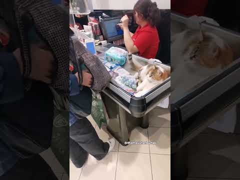 🐱😊 İki Tane Çocuk Bezi Almış Sanki Savaş Çıkacak 🤣🤣