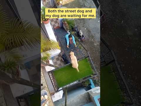 lakh samjhau main ta dil samajh nahi pata |#labrador #youtubeshorts #funnydog #cutedog #shorts