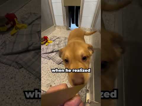 He Finally Got Adopted ๐ถโค๏ธ #shorts #shortsfeed #dog