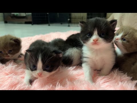 The cutest Tuxedo Kittens.