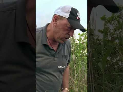 Pickle Catches a MEAN Python | Swamp People: Serpent Invasion | #Shorts