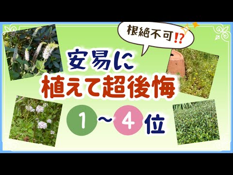 《植えて大失敗!もはやお庭のテロリスト!?》繁殖力が旺盛すぎて植えて超後悔している植物1位~4位/植えてはいけない植物/要注意グランドカバープランツ/雑草対策のヒメイワダレソウよりやっかい!?