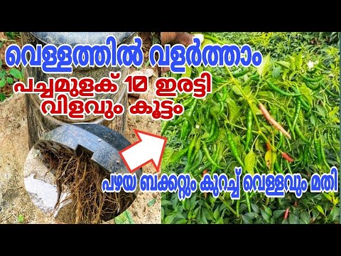 പുതിയ രീതി വമ്പൻ വിജയം പച്ചമുളക് പറിച്ചു മടുക്കാം | How to grow chilli plant