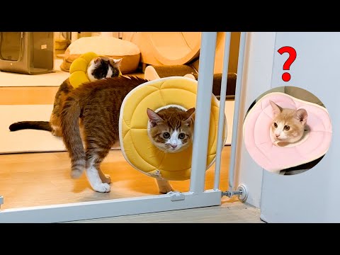 매일 붙어다니던 애들이 중성화 수술 후 서로를 못 알아본다