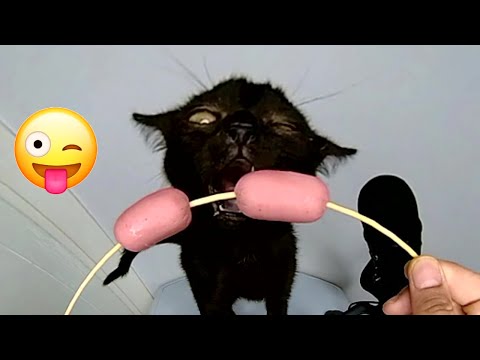 Funny Cat Eating Sausage ASMR