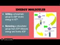 Exploring Photosynthesis and Cellular Respiration Concepts