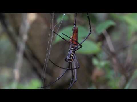 驚險一瞬間--人面蜘蛛交配 - YouTube(36秒)