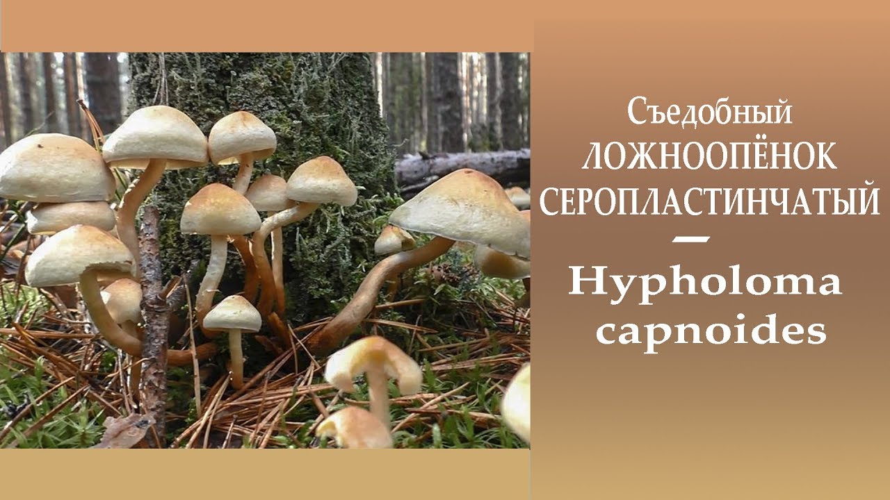 Съедобный Ложноопёнок серо-пластинчатый - Hypholoma capnoides