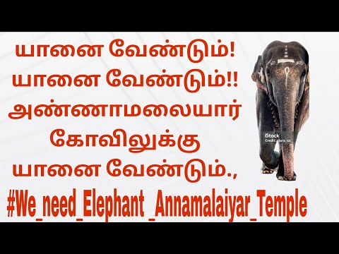 யானை வேண்டும்! யானை வேண்டும்!! அண்ணாமலையார் கோவிலுக்கு ஏனை வேண்டும்!!! Tiruvannamalai Elephant 🐘🐘🐘