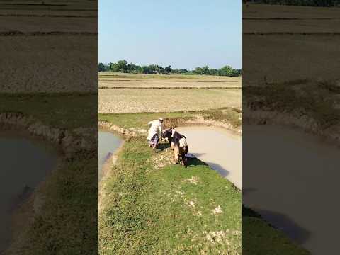 The fake cow did not run.🤣 #india #indian #indiashorts #saudiarabia #pakistan #funny #vietnam