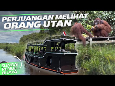 TERHARU! LIHAT ORANGUTAN DI HABITAT ASLI MEREKA‼️Taman Nasional Tanjung Puting