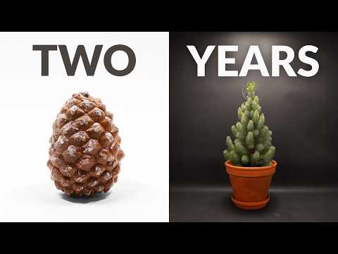 Pinecone to Pine Tree - 653 Day Time-lapse