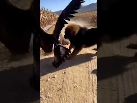 The Eagle Thought This Was EASY: A Tibetan Mastiff Suddenly Rushes In #pawpawtime #pawsn #pets