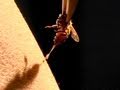 Bee Sting Therapy Insights