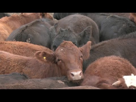 YouTube video thumbnail: Trump to Quadruple Argentine Beef Imports While US Ranchers Fume