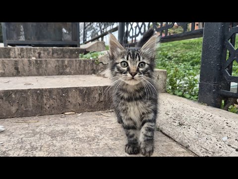 Little Cute Kittens are Very Hungry.