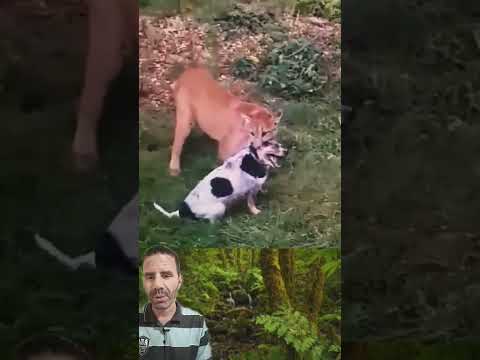 Puma AGARRA cachorro 😱 #jean360oficial