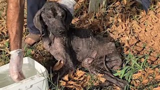 Homeless Dog Was Hungry, Exhausted, Lying Motionless And One Gulp Of Cool Water Changed This Life!