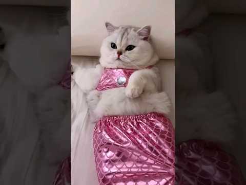 Kucing Tobrut Duyung Katanya-katanya #viral #sound #dj #remix #fypシ゚viral #fypシ゚viral #fyp#fyptiktok