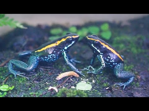 毒ガエルのエサの取り合いが面白すぎる   Poisonous frogs fighting for food