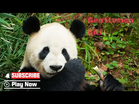 【Life Of Returnee Pandas】Episode 11 The Gentle Panda Bili |  | iPanda