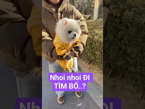 Giang Hồ Mõm đi tìm bố và cái kết #shorts #funny #pets #dog