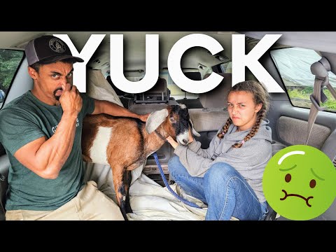 CRAZY?! 🤯 We're STUCK in Minivan 🚐 with a STINKY & YUCKY Male Goat 🐐