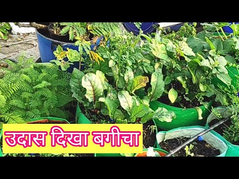 घर लौटने पर कुछ ऐसा मिला बगीचा