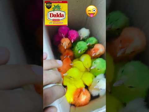 Coco Momo K Dost Agaye 😍 Kis Kis K Pass He Ye Chuse 💖 #shorts #ytshorts #viral #petsvlog