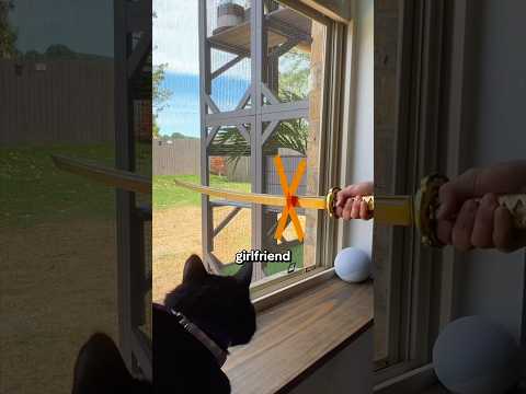 My girlfriend made my cut a hole in our window #easydiy #petsofyoutube #catio #catsofyoutube