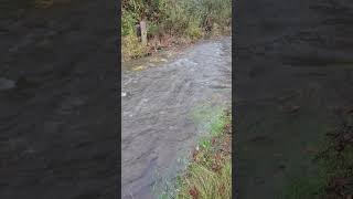 Salon returning to inland creeks in Washington state,  November 2025