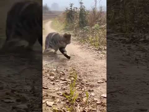 The cat is fighting the weasel!#satisfying#nature#animals #funny#shorts