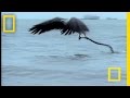 Eagle and Sea Snake Interactions