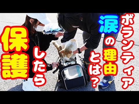 【野良猫 保護】野良猫を保護決意→まさかの結末に号泣するボランティア