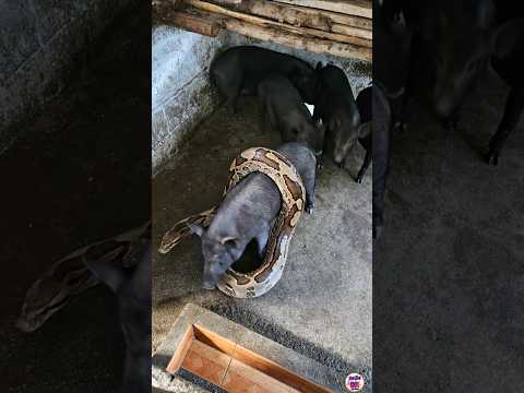 discovered a giant python hunting pigs p2