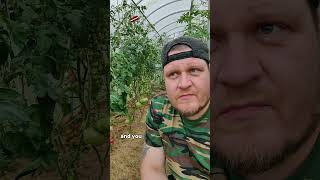 #latvian #summer #tomatoes pt. 2