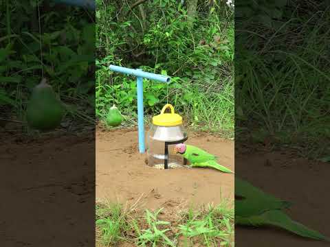 Creative Unique Quick Parrot Trap #shorts