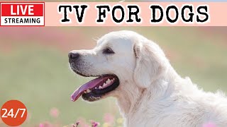🔴[LIVE] Dog Music🎵🐶Relaxing Music for Dogs🐶💖Soothing Dog Sleep Music💖🦮Separation Anxiety Relieve💖10