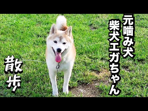 家族を襲った柴犬エガちゃんと散歩