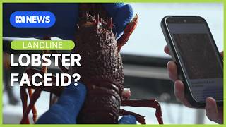 YouTube video thumbnail: How Artificial Intelligence is Recognising Individual Tassie Lobsters